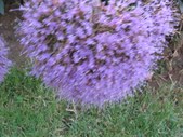 Enlarge photo 857