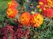 Enlarge photo 862
