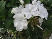 Enlarge photo 866
