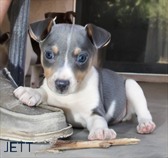 USONA RAT TERRIERS - 5 MALES / 1 FEMALE