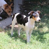 Ella and Hot Shot pups