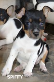 USONA RAT TERRIERS - 5 FEMALES 3 MALES