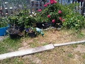 Enlarge photo 17
