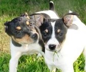 AKC CHAMPION "MR TAG" PUPPIES