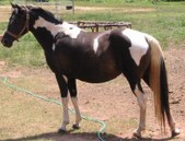Dixieland Walking Horses: Mares