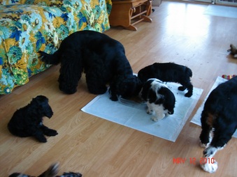 Enlarge photo 16