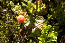 Enlarge photo 19