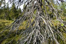 Enlarge photo 21