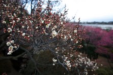 Enlarge photo 33