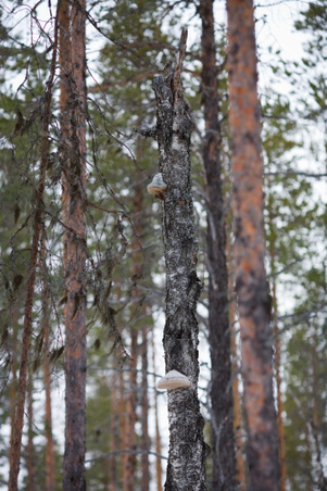 Enlarge photo 52