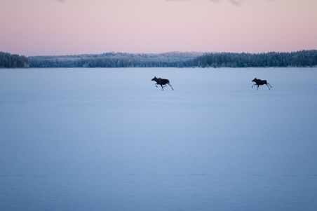 Enlarge photo 66