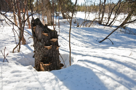 Enlarge photo 46