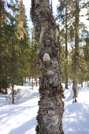 Enlarge photo 40