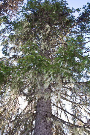 Enlarge photo 41