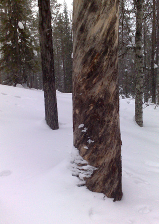 Enlarge photo 62
