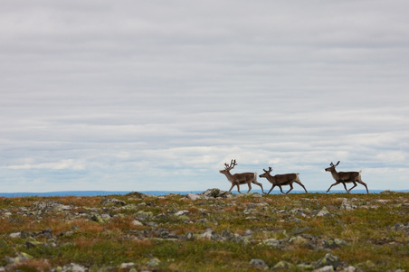 Enlarge photo 78