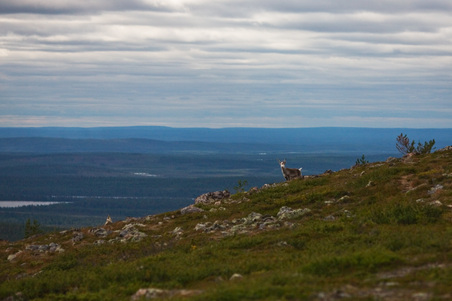 Enlarge photo 81