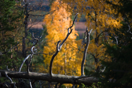 Enlarge photo 90