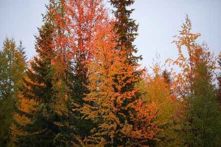 Enlarge photo 3