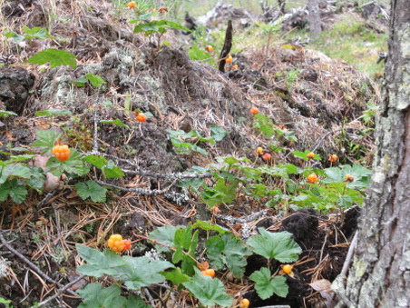 Enlarge photo 2