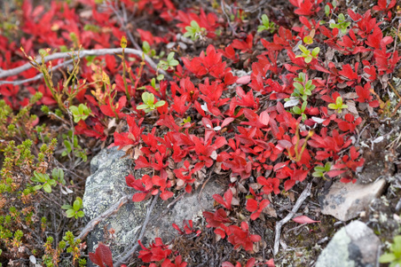 Enlarge photo 35