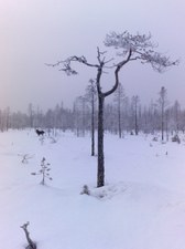 Enlarge photo 10