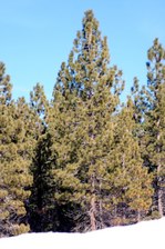 Enlarge photo 75