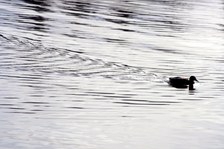 Enlarge photo 106