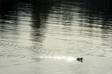 Enlarge photo 107