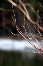 Enlarge photo 113