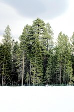 Enlarge photo 359