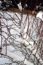 Enlarge photo 419