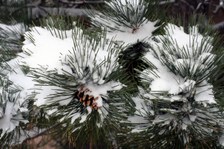 Enlarge photo 281