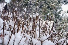 Enlarge photo 284