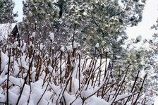 Enlarge photo 285