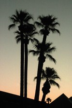 Enlarge photo 344