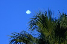 Enlarge photo 345