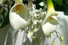 Enlarge photo 291