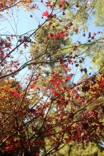 Enlarge photo 69