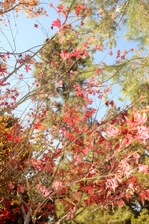 Enlarge photo 70