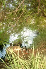 Enlarge photo 79