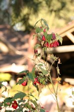 Enlarge photo 38