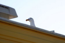 Enlarge photo 200