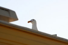 Enlarge photo 201