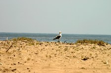 Enlarge photo 392