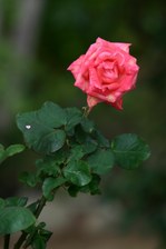 Enlarge photo 60