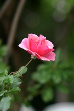 Enlarge photo 61