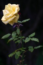 Enlarge photo 64