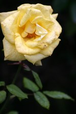 Enlarge photo 65