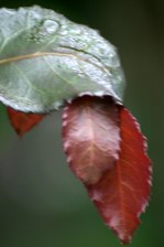 Enlarge photo 66